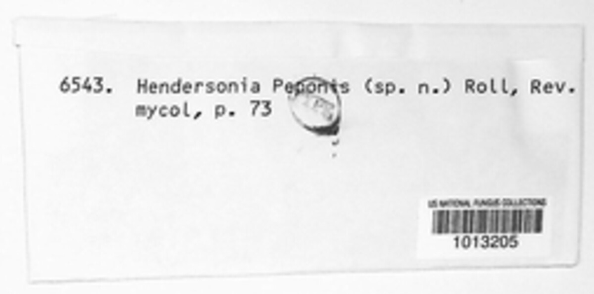 Hendersonia peponis image